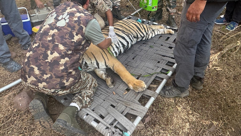 वन विभाग के पकड़ में आई बाघिन कनकटी,  2 दिनों की दहशत के बाद मिली राहत की सांस