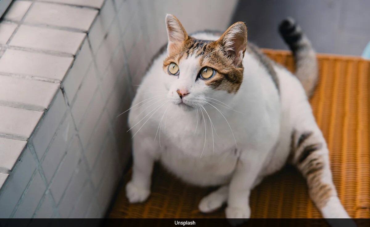 Vets Test Ozempic-Inspired Weight-Loss Drug on Cats