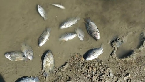 Rajasthan: एशिया की सबसे बड़ी सांभर झील के किनारे हजारों मछलियों की रहस्यमय मौत, प्रशासन में मचा हड़कंप
