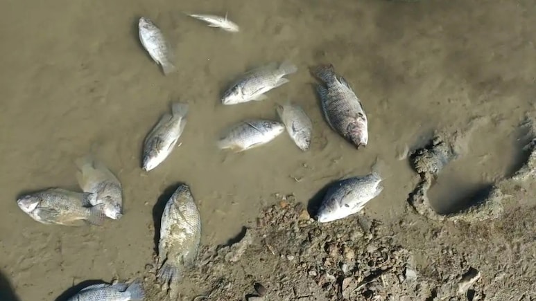 Rajasthan: एशिया की सबसे बड़ी सांभर झील के किनारे हजारों मछलियों की रहस्यमयी मौत, प्रशासन में मचा हड़कंप