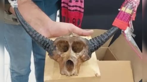 Rajasthan: बीकानेर में&nbsp;संदिग्ध वन्यजीव वस्तु के साथ दो फ्रांस के दो नागरिक हिरासत में, DFO ने क्या बताया ?&nbsp;&nbsp;