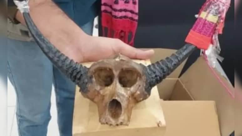 Rajasthan: बीकानेर में संदिग्ध वन्यजीव वस्तु के साथ दो फ्रांस के दो नागरिक हिरासत में, DFO ने क्या बताया ?  