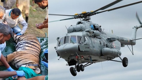 IAF के MI-17 हेलिकॉप्टर से राजस्थान पहुंचेगी बाघिन, MP से पहली बार होगा टाइगर ट्रांसलोकेशन