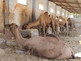 ऊंट का खून खत्म कर देगा सांप के जहर का असर, वैज्ञान&zwj;िकों की खोज से रुक जाएंगी मौतें