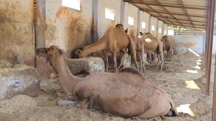 ऊंट का खून खत्म कर देगा सांप के जहर का असर, वैज्ञान&zwj;िकों की खोज से रुक जाएंगी मौतें