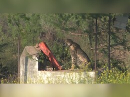 MP सीमा से 10 क‍िलोमीटर अंदर जाकर लौट आया टाइगर, इस गांव में जमाया डेरा