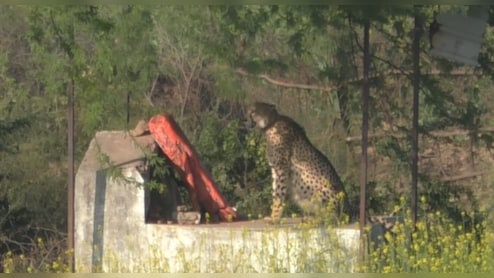 MP सीमा से 10 क‍िलोमीटर अंदर जाकर लौट आया टाइगर, इस गांव में जमाया डेरा