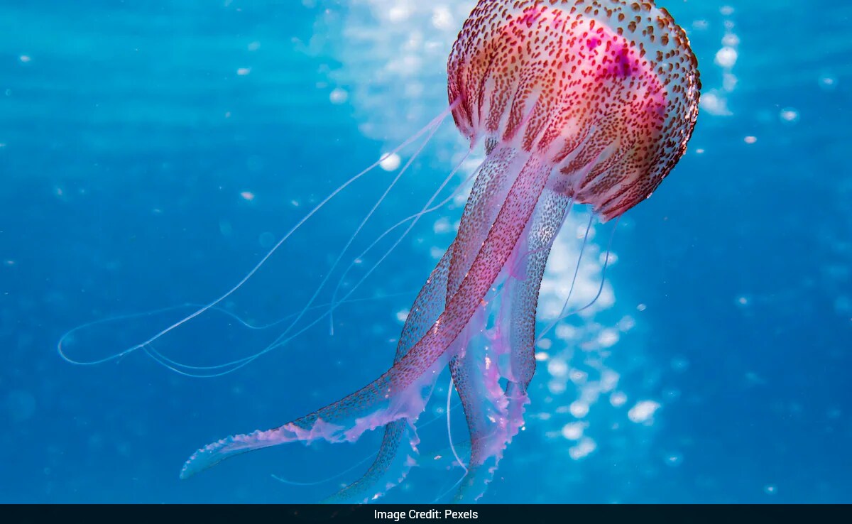 Jellyfish Reverses Life Cycle to Escape Death