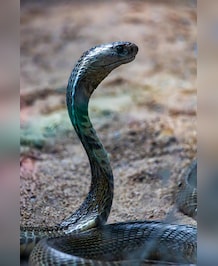 This Snake's Venom Can Cause Blindness