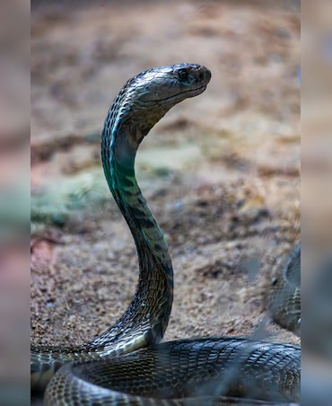 This Snake's Venom Can Cause Blindness