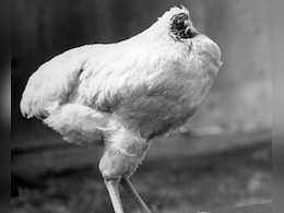 सिर कट गया, फिर भी 18 महीने जिंदा रहा ये मुर्गा, सच्ची कहानी के आगे साइंस ने भी झुकाया सिर