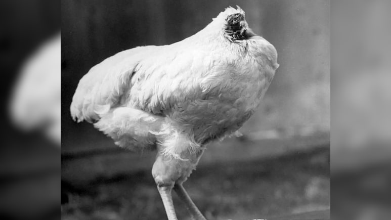 सिर कट गया, फिर भी 18 महीने जिंदा रहा ये मुर्गा, सच्ची कहानी के आगे साइंस ने भी झुकाया सिर