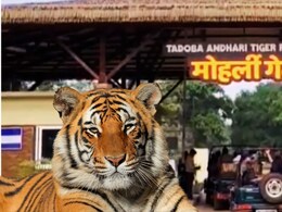 Chandrapur News : वाघोबा पाहायला गेले अन् 'मामा' बनवलं; ताडोबाचा प्लान करत असेल तर ही चूक करू नका! 