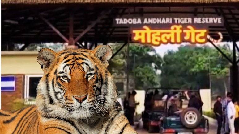 Chandrapur News : वाघोबा पाहायला गेले अन् 'मामा' बनवलं; ताडोबाचा प्लान करत असेल तर ही चूक करू नका! 