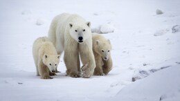 Trump's Climate Ambassadors: Why Fat Polar Bears Are Healthier Than A Generation Ago