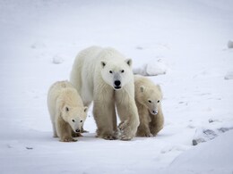 पोलर बियर भी बच्चों को लेते हैं गोद! वैज्ञानिकों के दिल को भी छू गई मां की यह ममता
