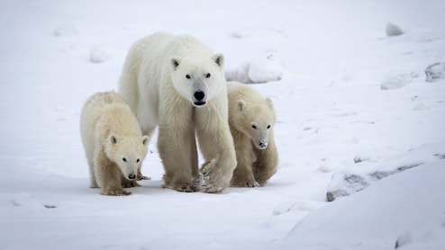 पोलर बियर भी बच्चों को लेते हैं गोद! वैज्ञानिकों के दिल को भी छू गई मां की यह ममता