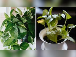 सर्दियों में कैसे करें मनी प्लांट की देखभाल? एक्सपर्ट ने बताई कमाल की टिप्स, पीले होकर झड़ेंगे नहीं पत्ते