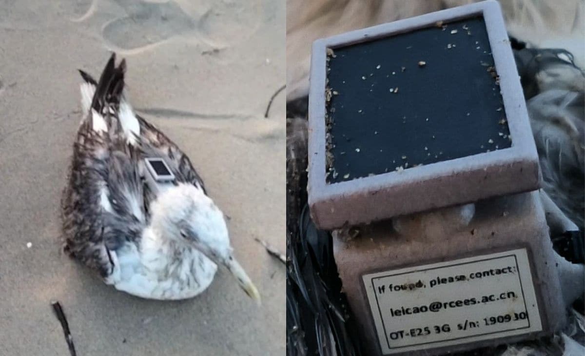 Seagull With GPS Tracker Of Chinese Institute Found On Karnataka Coast