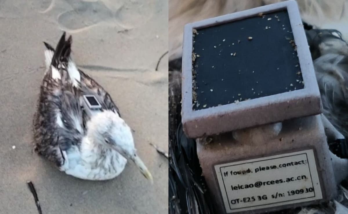 Seagull With GPS Tracker Of Chinese Institute Found On Karnataka Coast