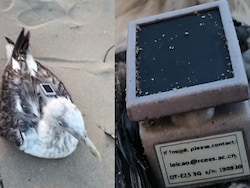 Seagull With GPS Tracker Of Chinese Institute Found On Karnataka Coast