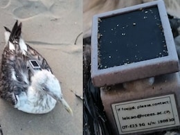 Seagull With GPS Tracker Of Chinese Institute Found On Karnataka Coast