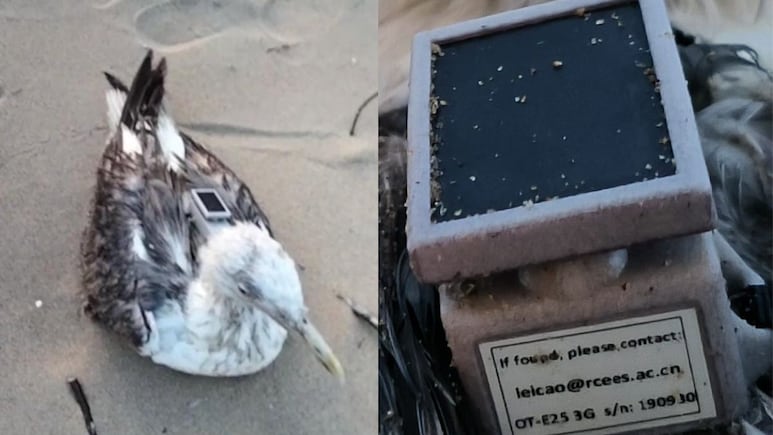Seagull With GPS Tracker Of Chinese Institute Found On Karnataka Coast