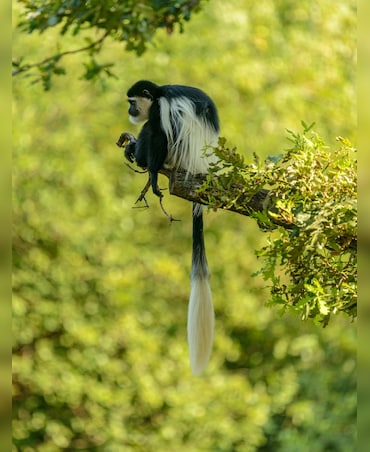 Interesting Facts About One Of Kenya's Rarest Monkeys