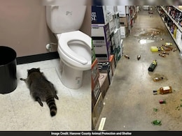 "Trash Panda" 2: Raccoon Who Burgled Liquor Store Now Strikes Karate Studio For Snacks