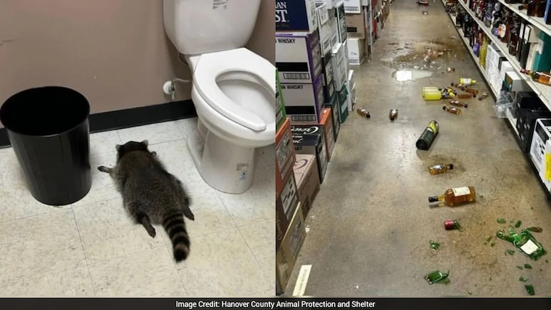 "Trash Panda" 2: Raccoon Who Burgled Liquor Store Now Strikes Karate Studio For Snacks