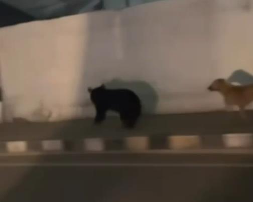 Video: Wild Bear Spotted In Srinagar, Sparks Panic Among Locals