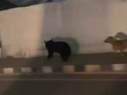 Video: Wild Bear Spotted In Srinagar, Sparks Panic Among Locals