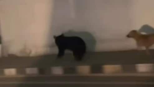 Video: Wild Bear Spotted In Srinagar, Sparks Panic Among Locals
