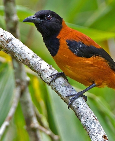 Meet The World's Only Toxic Bird