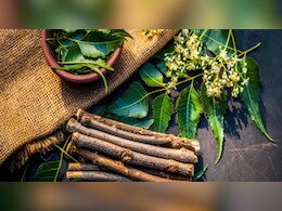 क&zwj;िसी वरदान से कम नहीं दातुन, जानें इसके चमत्कारी फायदे