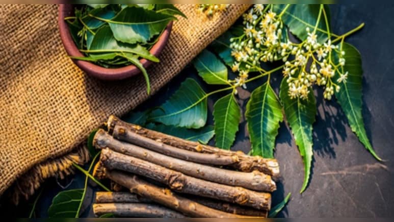 क&zwj;िसी वरदान से कम नहीं दातुन, जानें इसके चमत्कारी फायदे