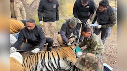 टी-2408 रणथंभौर से मुकुंदरा में किया गया शिफ्ट, अब तक करीब 24 टाइगर की हो चुकी है शिफ्टिंग