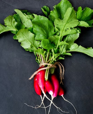 Plants That Grow Super Quickly