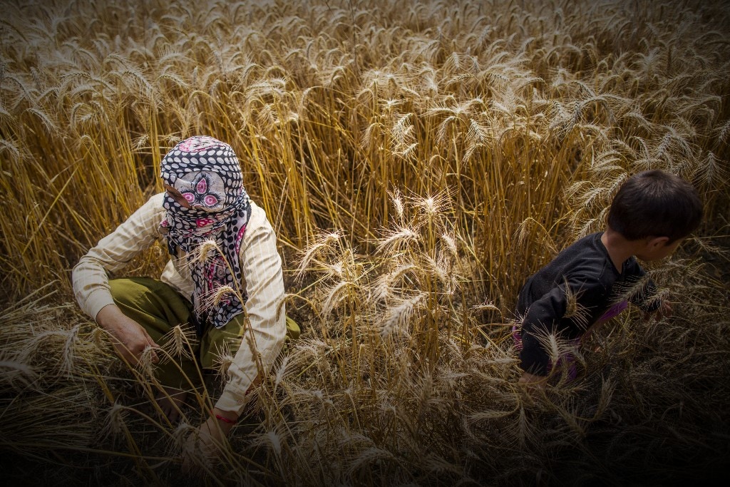 Canara Bank, Central Bank Most At Risk From Farm Loan Waivers