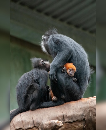 Interesting Facts About Primates