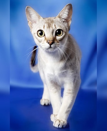 What's The Smallest Pet Cat In The World