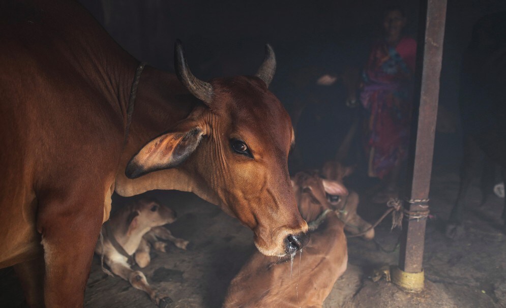 Supreme Court Junks PIL Seeking Ban On Animal Slaughter For Meat Export