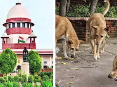'तो क्या हमें अपना आदेश बदलना पड़ेगा', सुप्रीम कोर्ट ने आवारा कुत्तों पर NGO की याचिका सुनने से किया इनकार