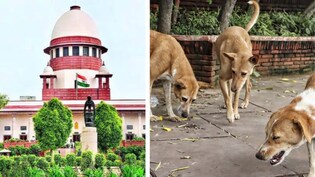 'तो क्या हमें अपना आदेश बदलना पड़ेगा', सुप्रीम कोर्ट ने आवारा कुत्तों पर NGO की याचिका सुनने से किया इनकार