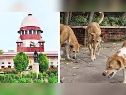 सड़कों से आवारा कुत्ते हटाने पर खर्च होंगे 26,800 करोड़ रुपये! आंकड़ा सुन SC भी चौंका