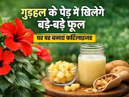 गुड़हल फूल के पौधे को बनाना है और हरा-भरा और सुंदर, घर पर बनाएं नेचुरल फर्टेलाइजर