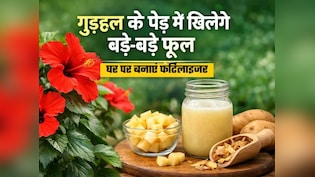 गुड़हल फूल के पौधे को बनाना है और हरा-भरा और सुंदर, घर पर बनाएं नेचुरल फर्टेलाइजर