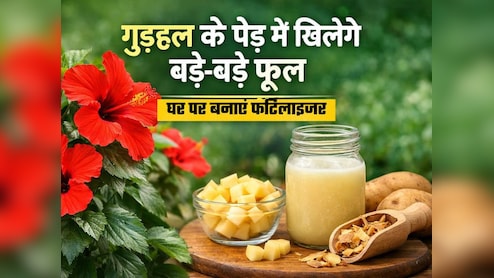 गुड़हल फूल के पौधे को बनाना है और हरा-भरा और सुंदर, घर पर बनाएं नेचुरल फर्टेलाइजर