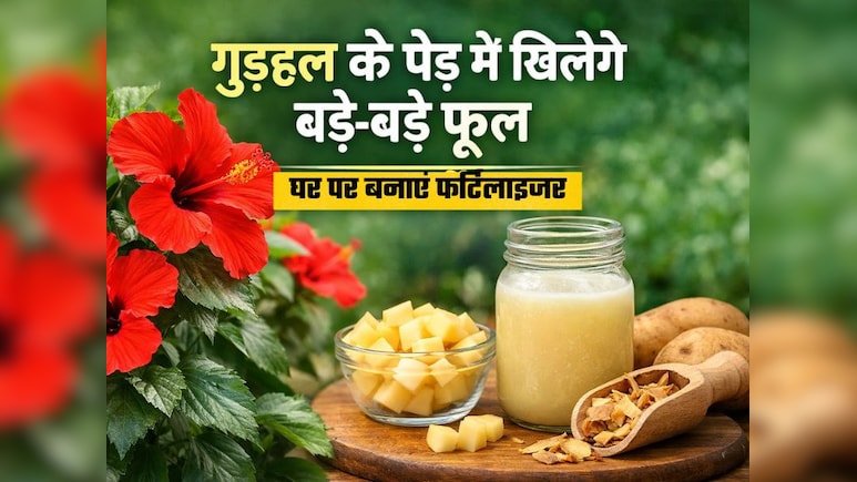 गुड़हल फूल के पौधे को बनाना है और हरा-भरा और सुंदर, घर पर बनाएं नेचुरल फर्टेलाइजर