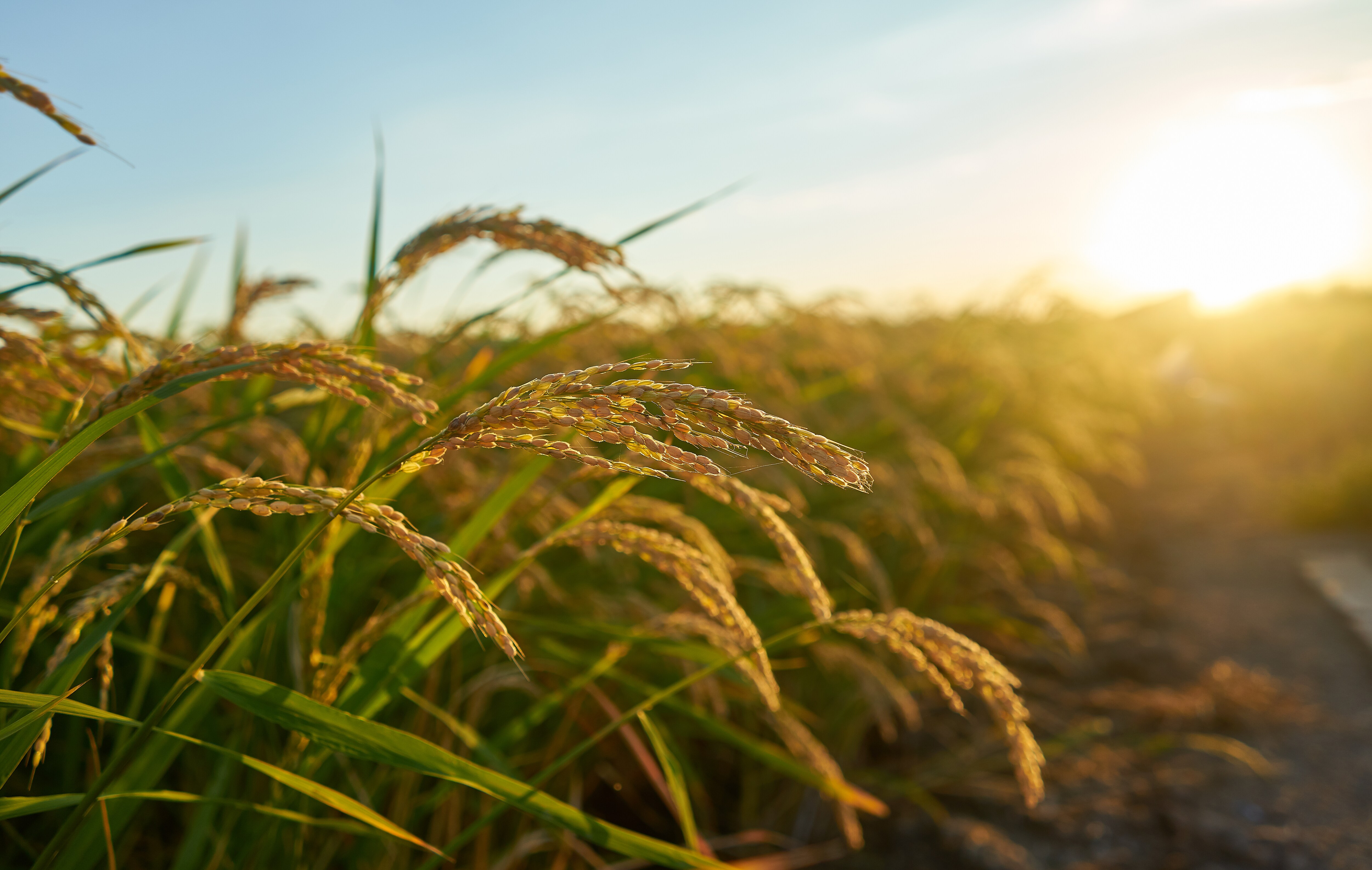 Govt Procures Over 600 Lakh Tonne Kharif Paddy